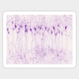 Pyramidal neurons in the cerebral cortex, illustration (F023/0916) Sticker